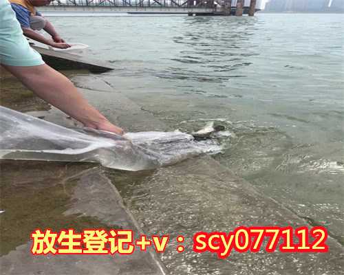 滁州放生草龟，滁州哪里可以放生鳝鱼的地方，滁州放生鱼去哪里放