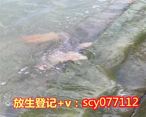 63岁买红鲤鱼放生好吗，青海湖裸鲤增殖放流暨观鱼放生节开幕