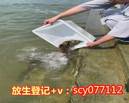 野生鲫鱼和放生鲫鱼的区别，江西村民捕获野生娃娃鱼经专家确认后鱼被放生